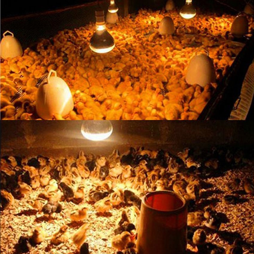 Application of infrared bulb 150w Application of infrared bulb 150w