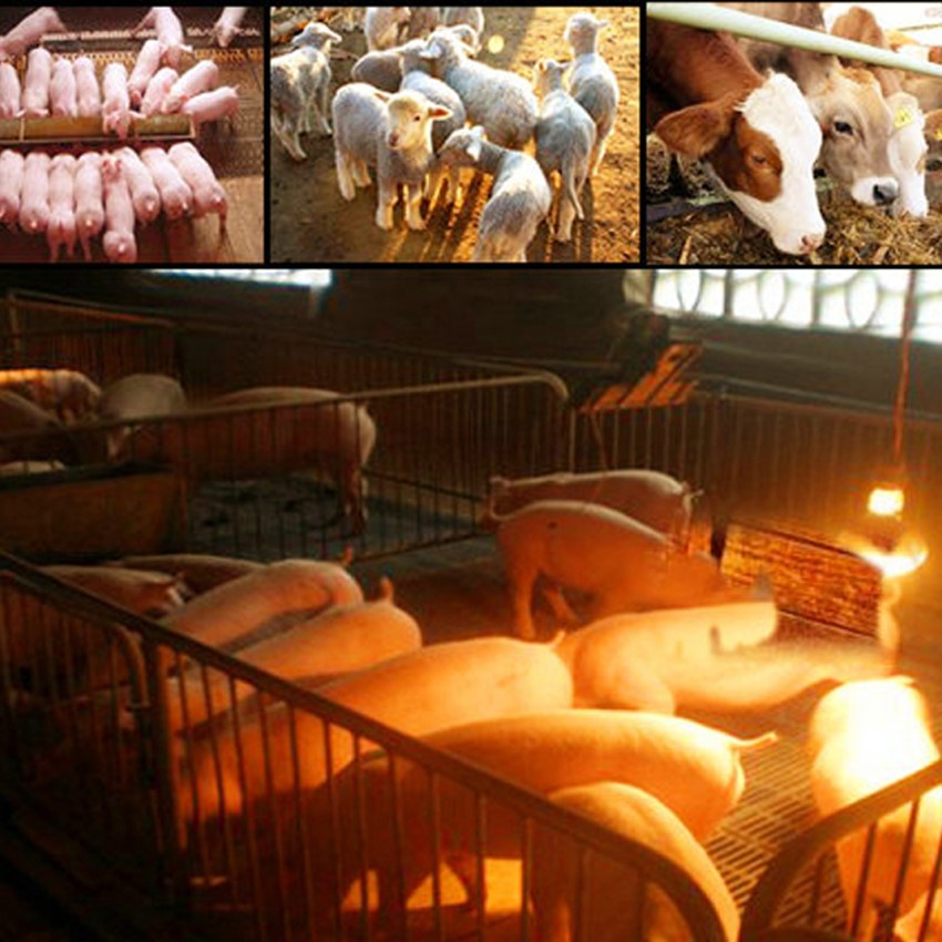 Application of 250w red heat lamp Application of 250w red heat lamp