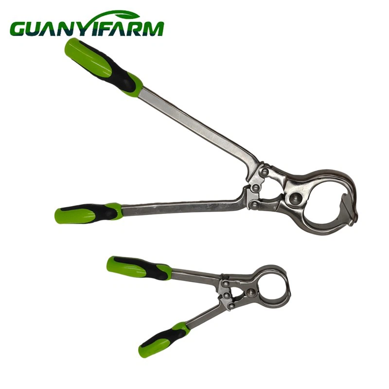 detail of Castrated pliers for cattle detail of Castrated pliers for cattle